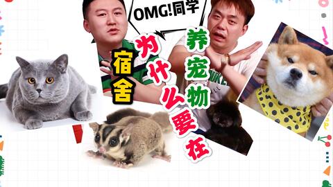 蛋壳公寓可以养宠物吗